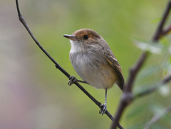 Euscarthmus fulviceps