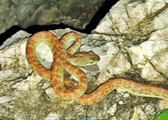Trimeresurus kuiburi