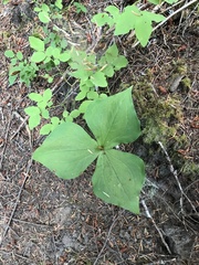 Trillium ovatum
