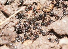 Dolichoderus australis