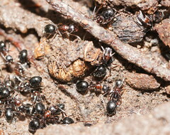 Dolichoderus australis