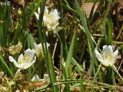 Limnanthes
