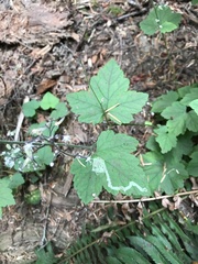 Phytomyza tiarellae