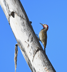 Colaptes atricollis