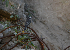 Ochthoeca leucophrys