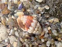 Orphanopusia patriarchalis