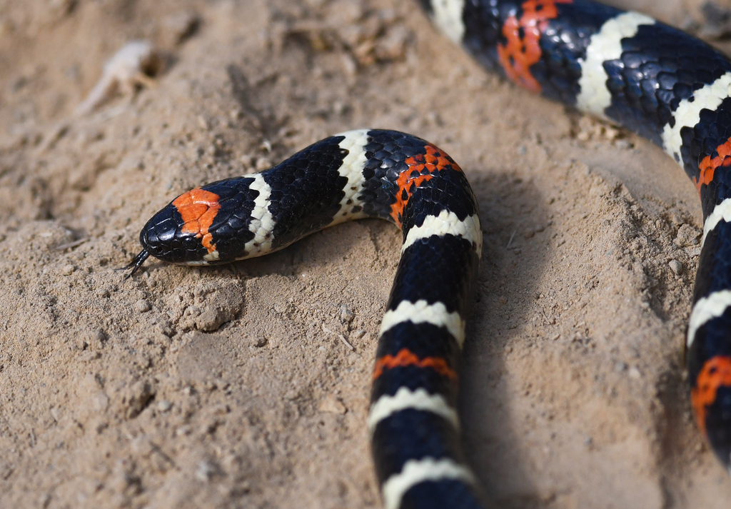 Desert Coralsnake