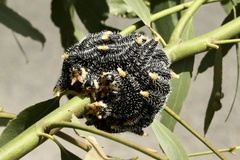 Perga dorsalis