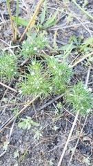 Navarretia intertexta