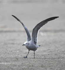 Leucophaeus modestus