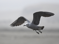 Leucophaeus modestus