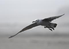 Leucophaeus modestus