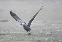 Leucophaeus modestus