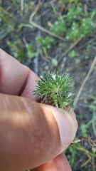 Navarretia intertexta