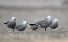 Leucophaeus modestus