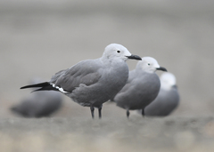 Leucophaeus modestus