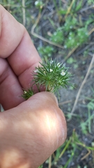 Navarretia intertexta