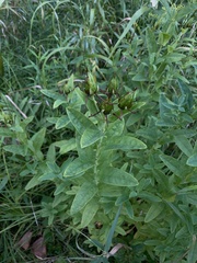Hypericum ascyron pyramidatum