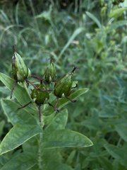 Hypericum ascyron pyramidatum