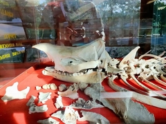 Rhinoceros sondaicus