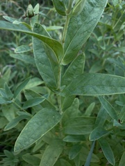Hypericum ascyron pyramidatum