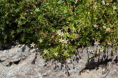 Pseudocherleria aizoides