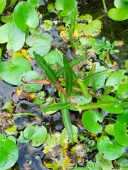 Alisma canaliculatum
