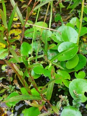 Alisma canaliculatum