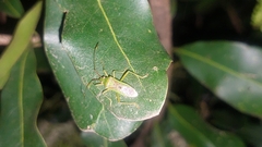 Amblypelta nitida