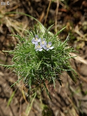 Navarretia tagetina