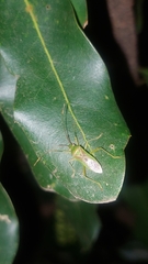 Amblypelta nitida