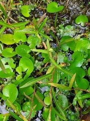 Alisma canaliculatum
