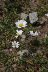 Anthemis cretica iberica