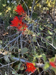 Castilleja brevilobata
