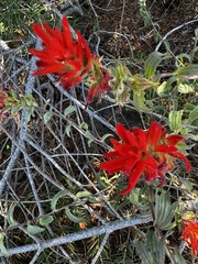 Castilleja brevilobata