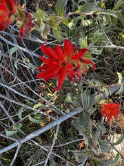 Castilleja brevilobata