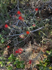 Castilleja brevilobata