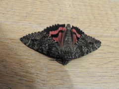 Catocala sponsa