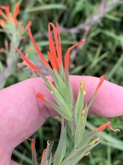 Castilleja minor