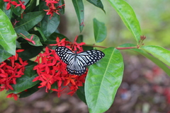Papilio clytia