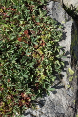 Sibbaldia parviflora