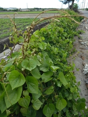 Dioscorea esculenta spinosa