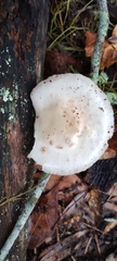 Oudemansiella canarii