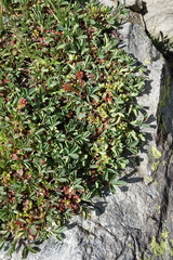 Sibbaldia parviflora