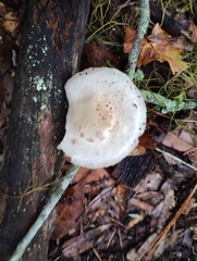Oudemansiella canarii