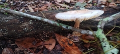 Oudemansiella canarii