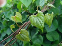 Dioscorea esculenta spinosa