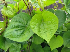 Dioscorea esculenta spinosa