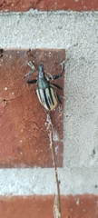 Diaprepes abbreviatus