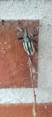 Diaprepes abbreviatus
